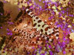 Philippines Dive Holiday Offer Philippines Dive Holiday Offer